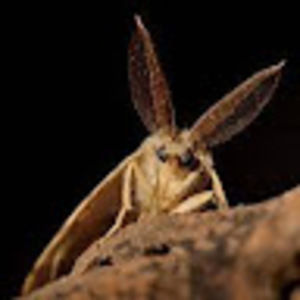 Meet your Posher, Omessa